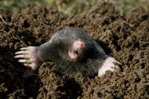 black mole new