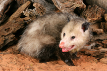 Opossum  (Didelphis marsupialis)